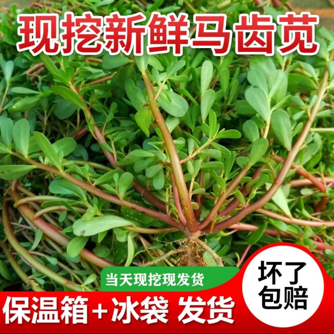 东北黑龙江新鲜现挖马齿苋菜带根绿色挑选可凉拌泡水