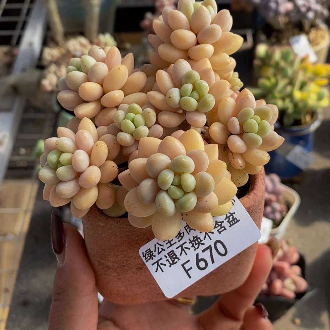 优**质洛可可670/8c n运输掉叶