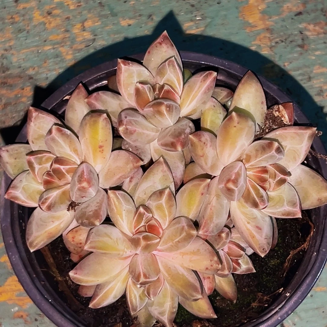 桔云多肉美人精品系列