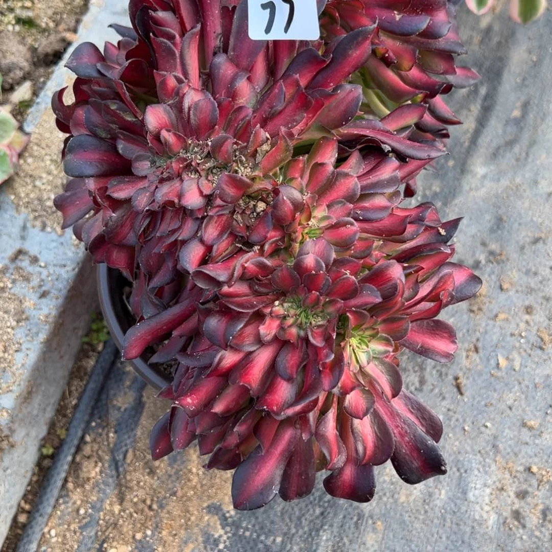 77花娜缀多肉多肉植物