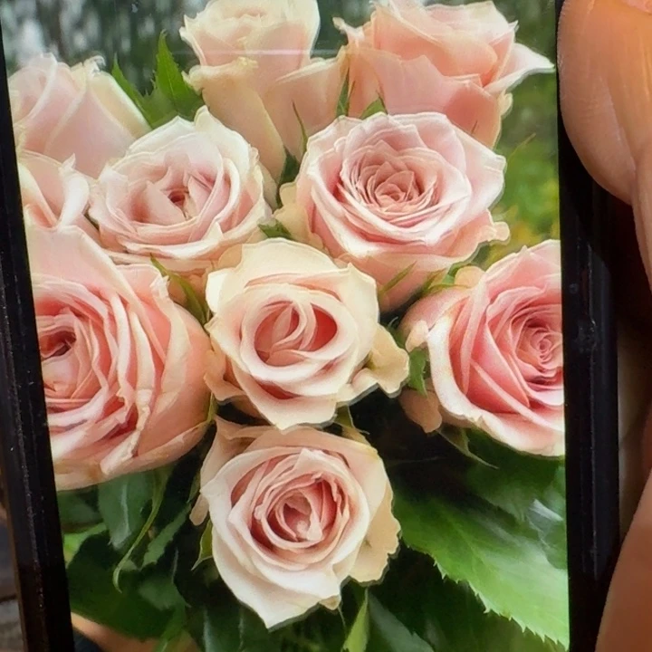 无花朵奶糖漩涡小苗