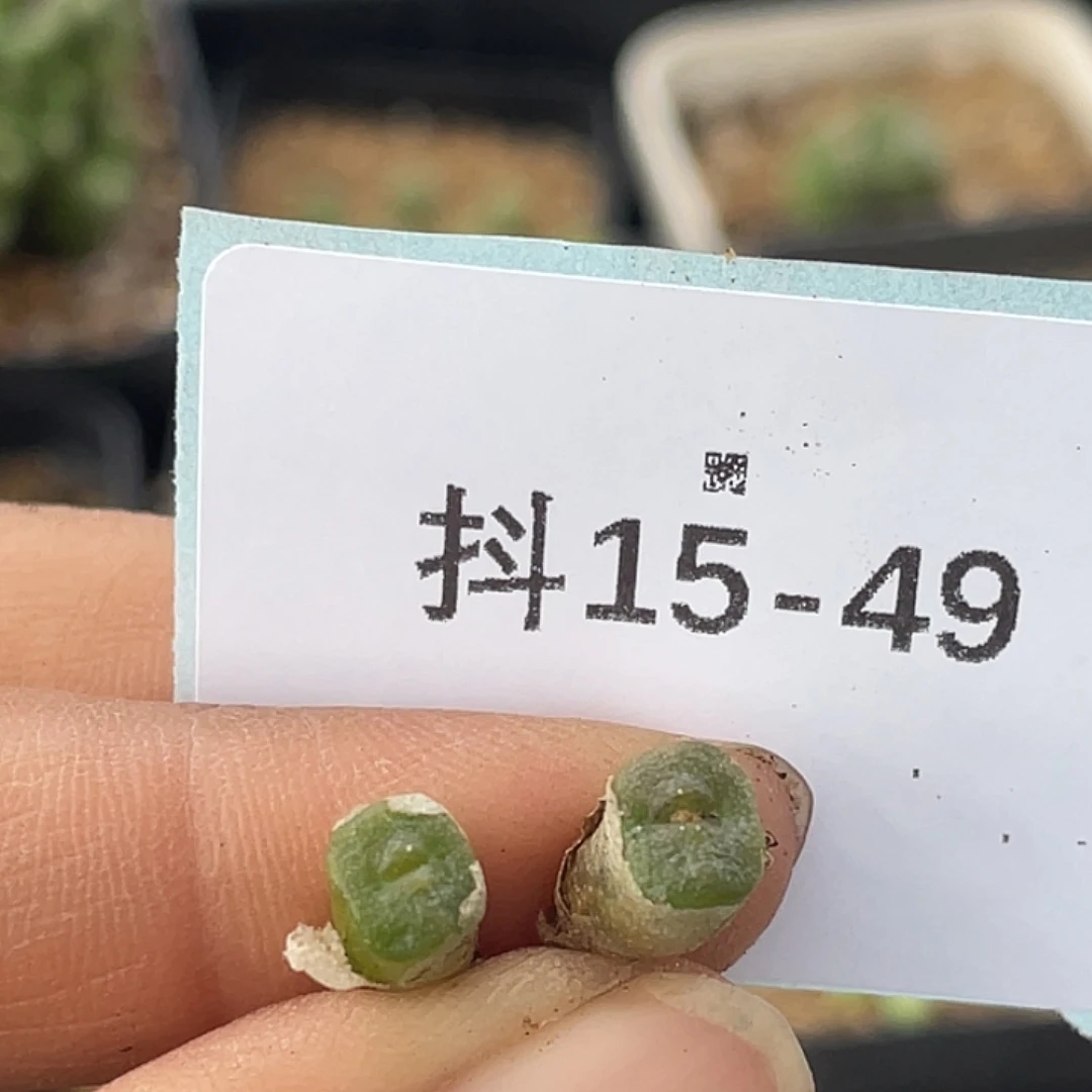 A***i15-49肉锥多肉植物