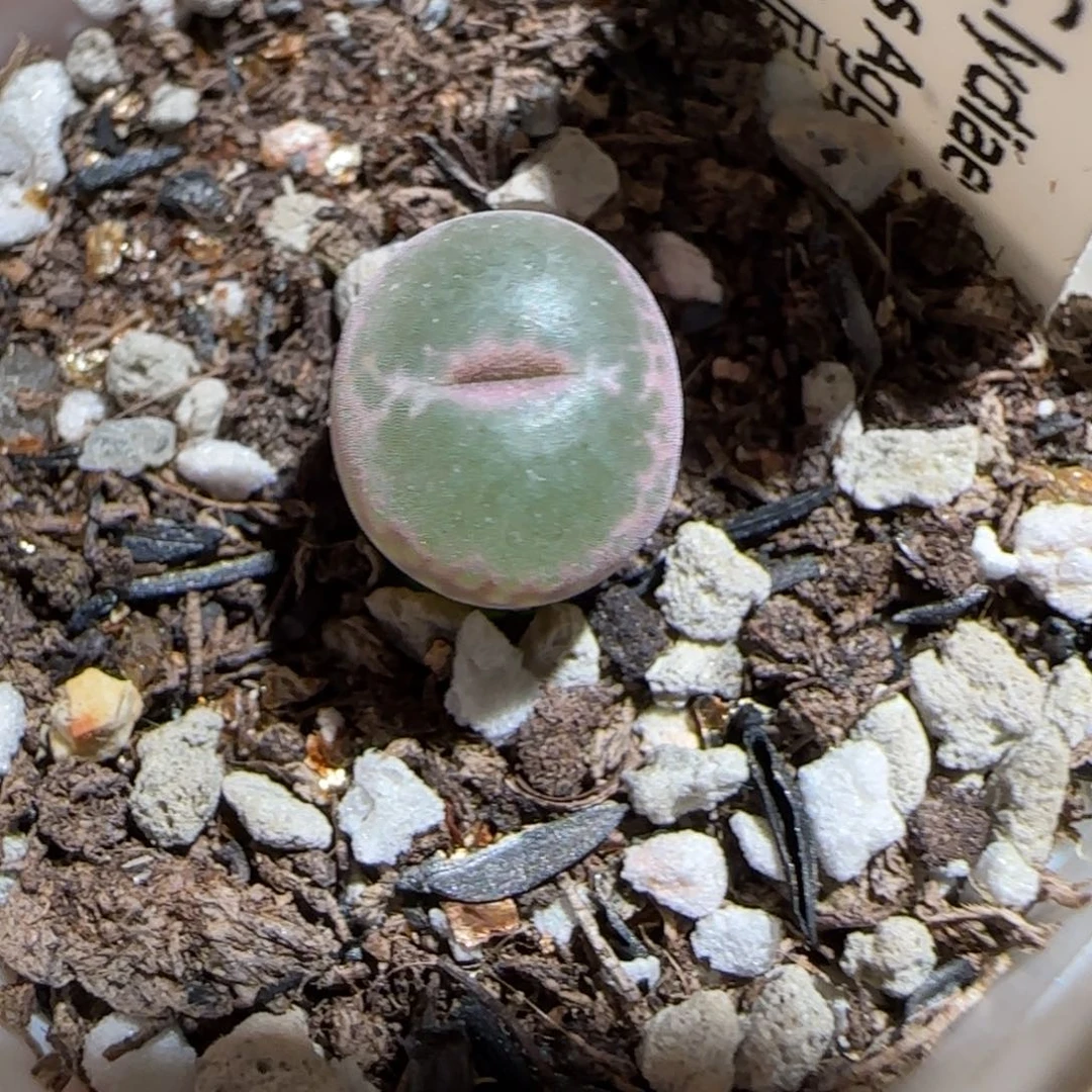 肉锥多肉植物组合-安格160