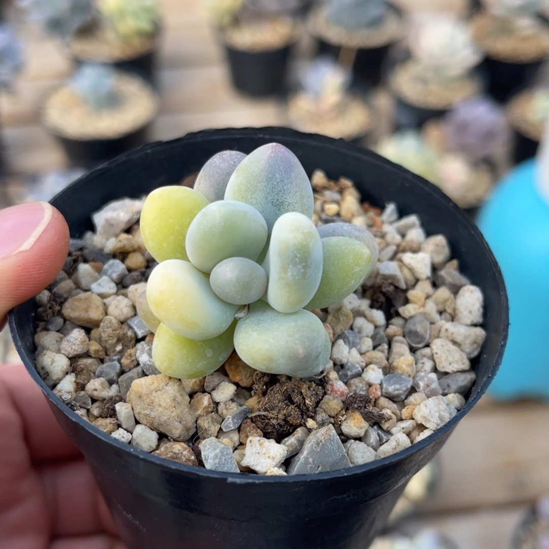 一物一拍不支持退换