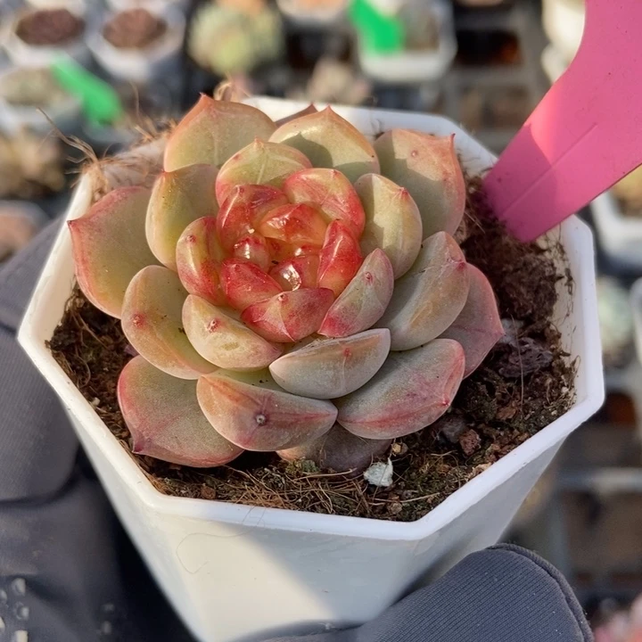 7288糖果珍妮多肉植物保护