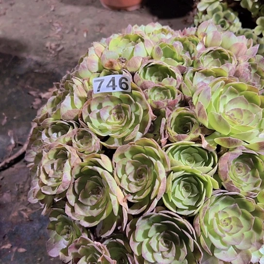 谭***妹多肉植物一个沙拉碗