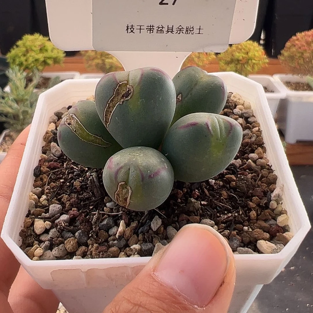 27号玻尿酸嘟嘟嘴将杂12.8多肉