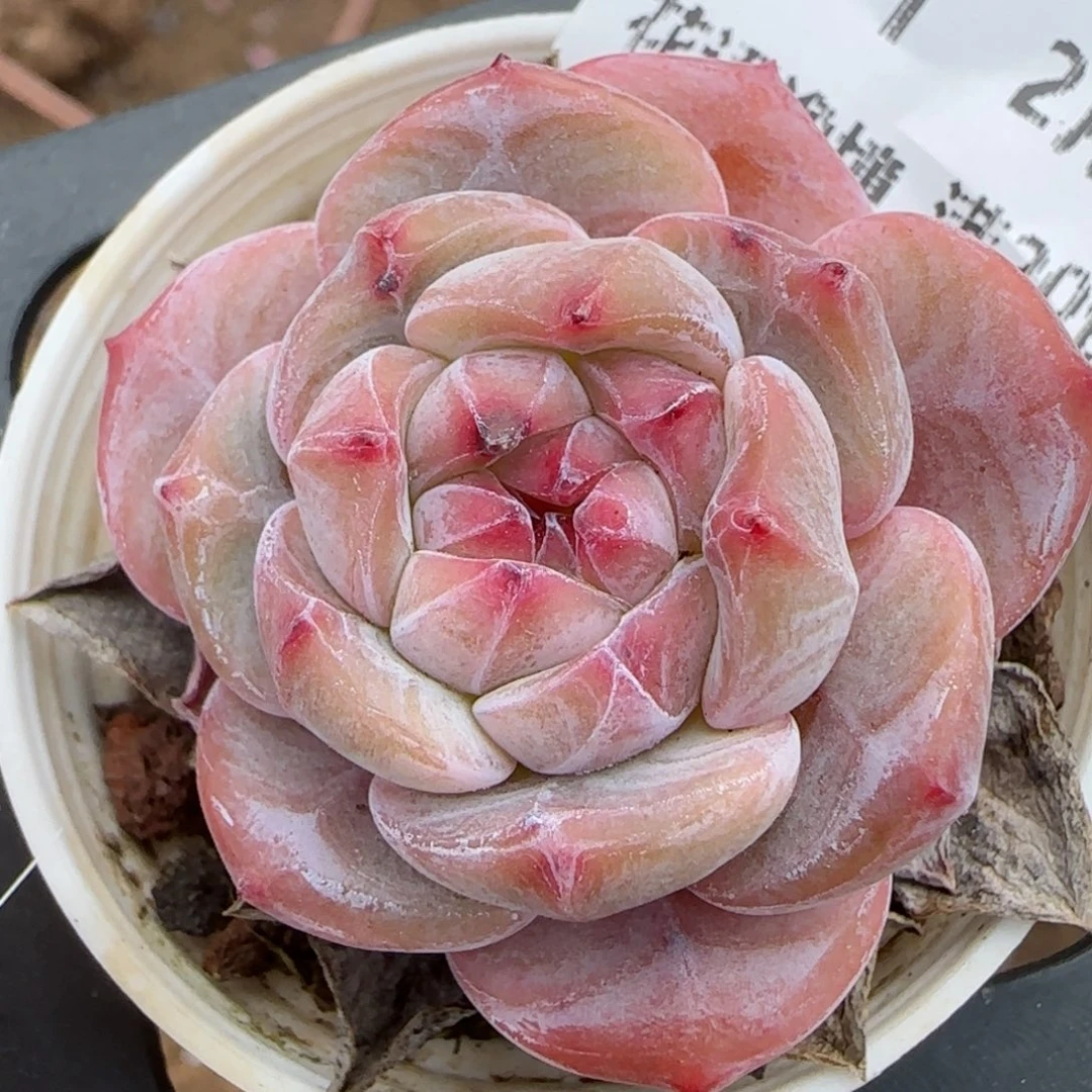 花语逸境0209-581