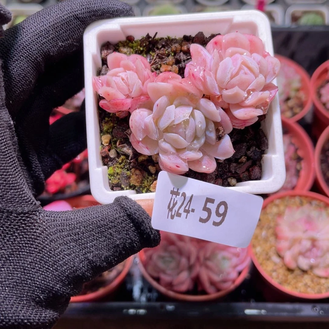 花24-59冰梅小群