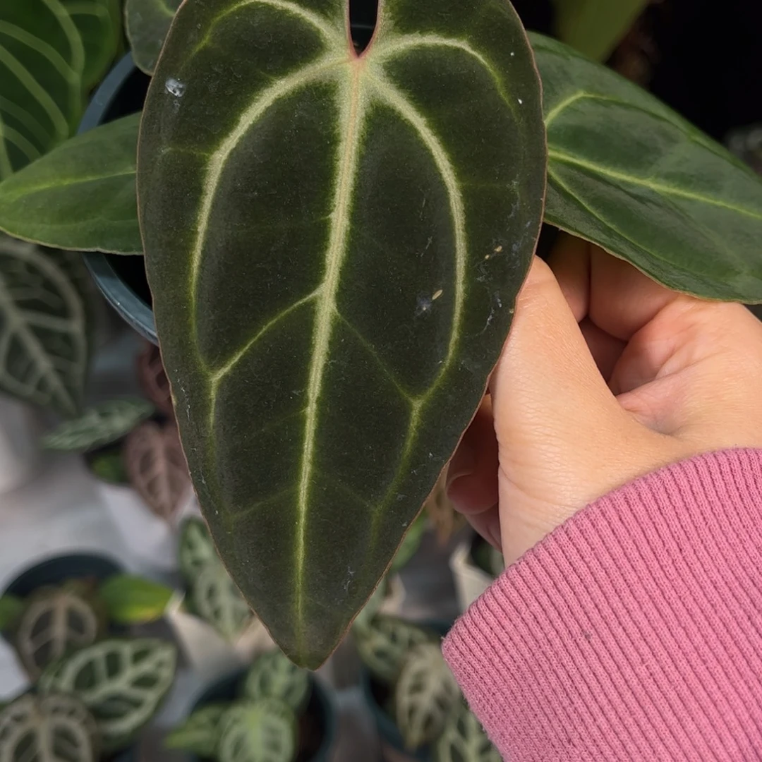 无花朵贝斯（卡拉平替222）