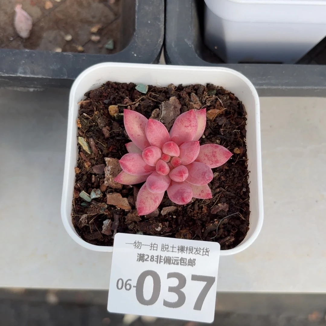 金鱼姬单头多肉多肉