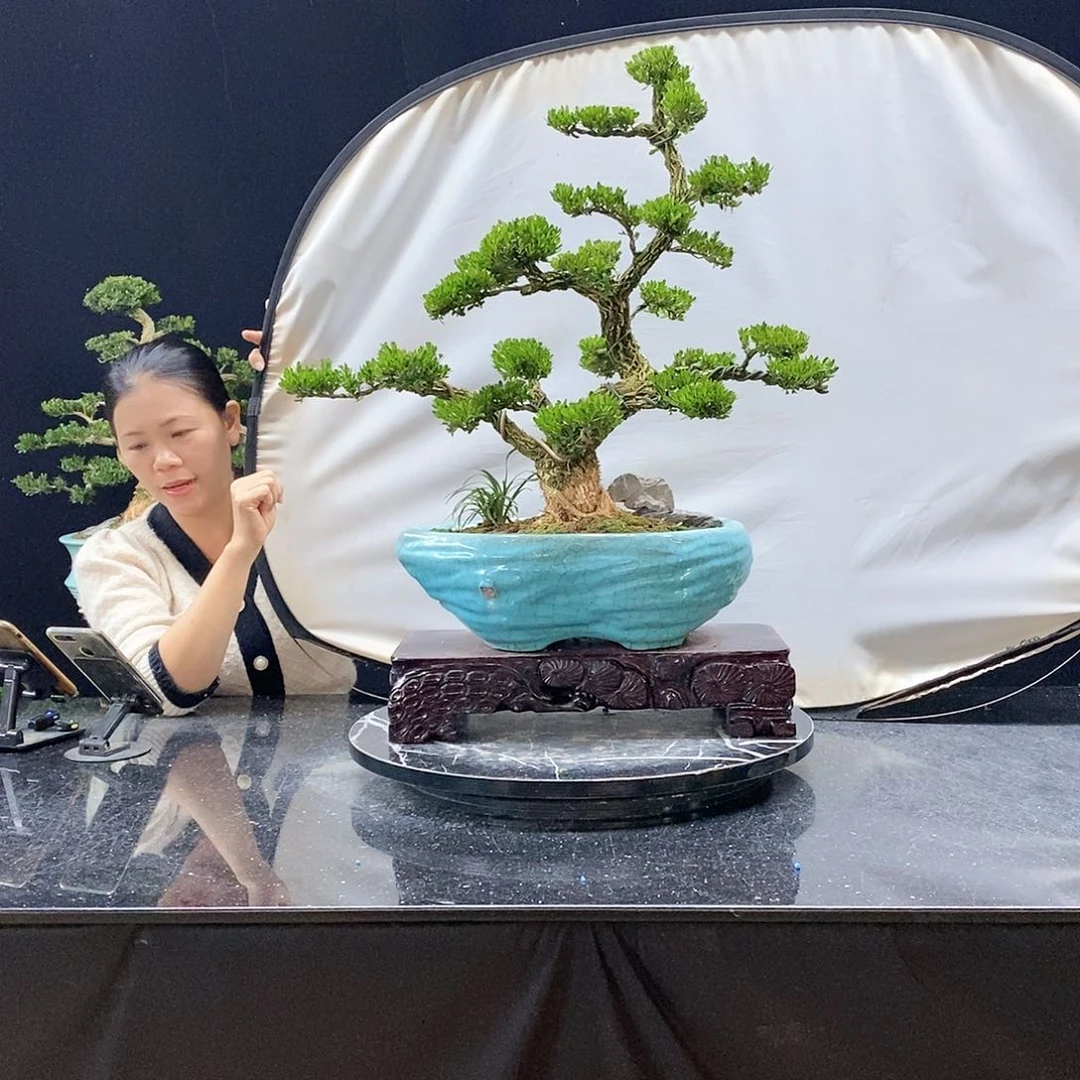 无花朵精品黄杨盆景