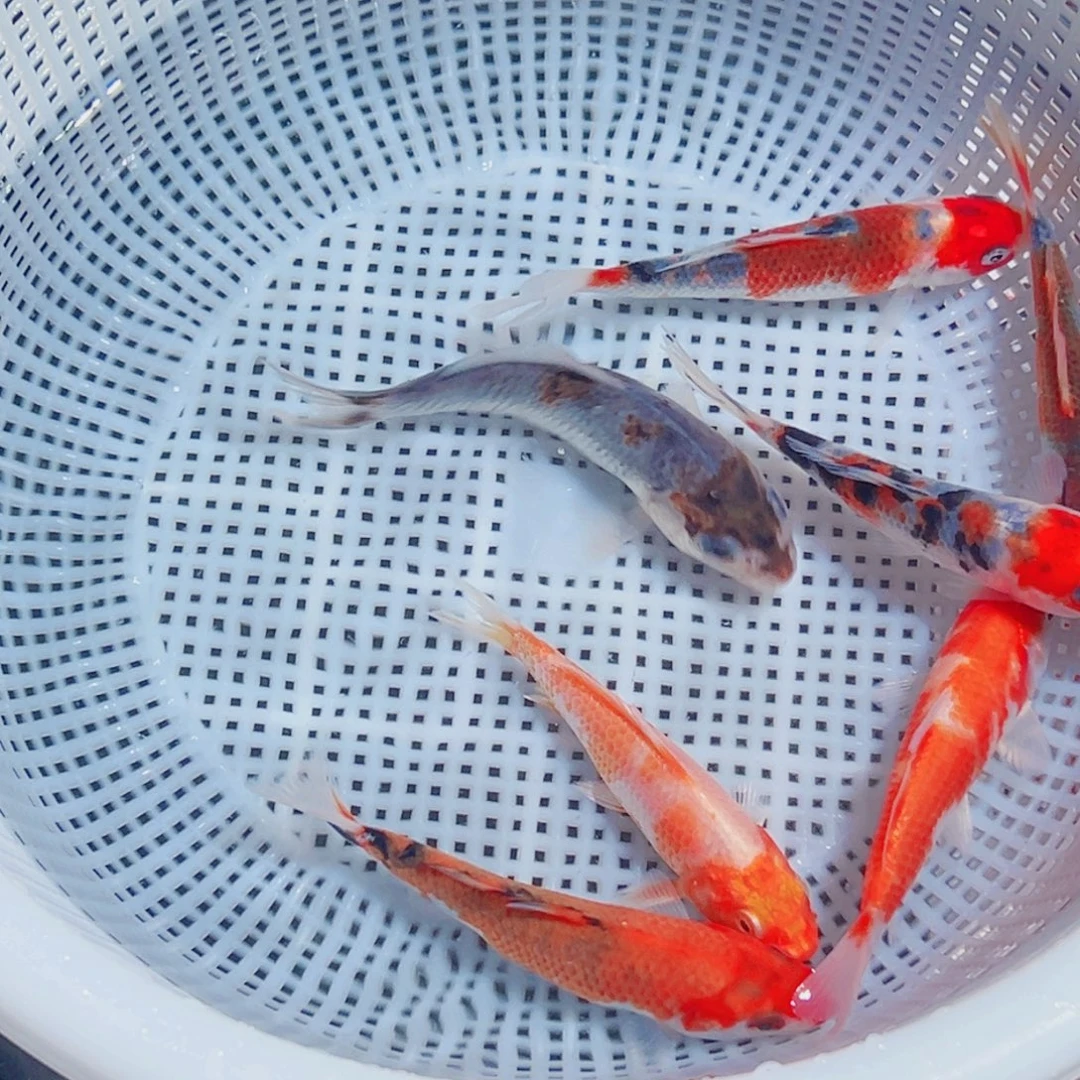 锦鲤锦鲤观赏鱼1111