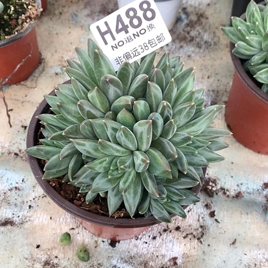 菊***姐没人群488 亏本处理退款拉黑7-8天发货