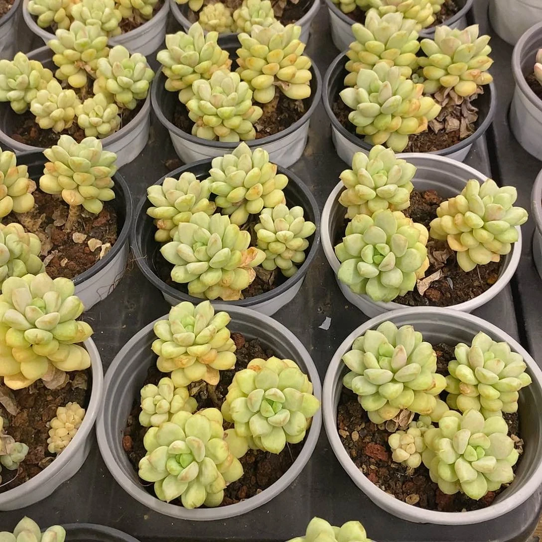 团。阳光玫瑰。福利多多