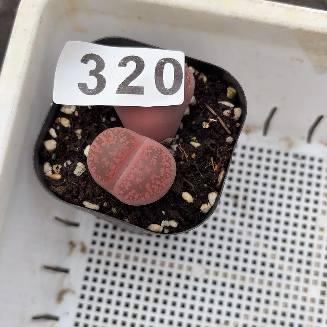 生石花一物一拍320