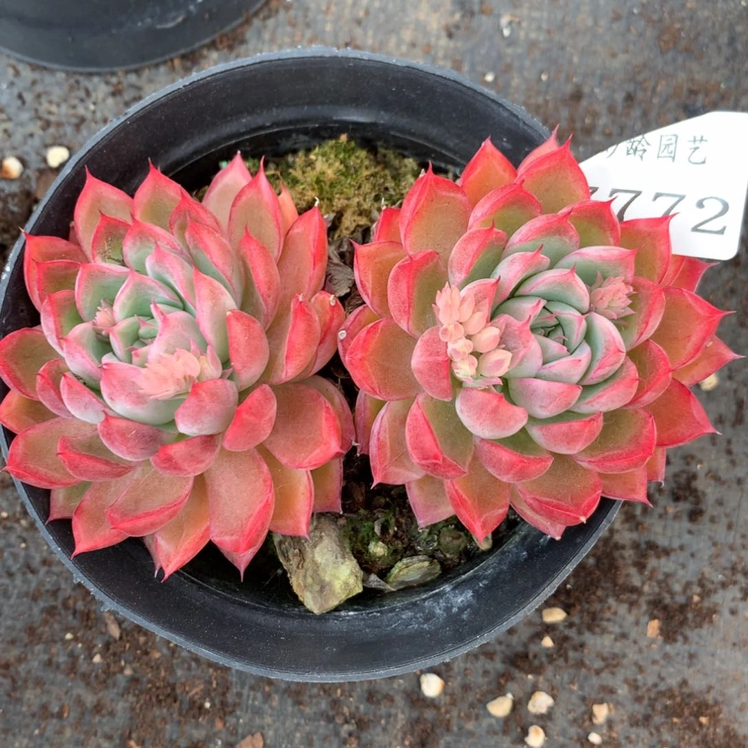 7772杂交多肉植物