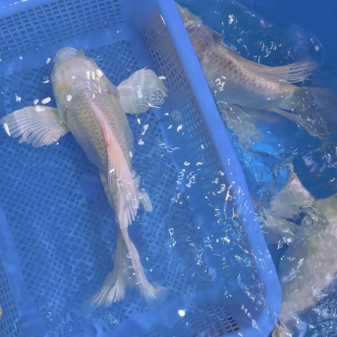 往**风蝴蝶鲤观赏鱼微瑕16