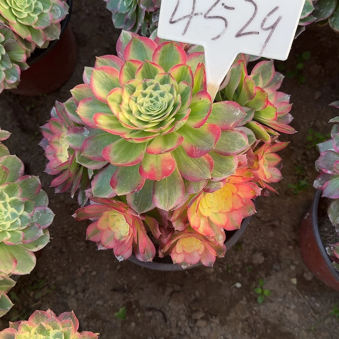 4529海仙多肉法师多肉