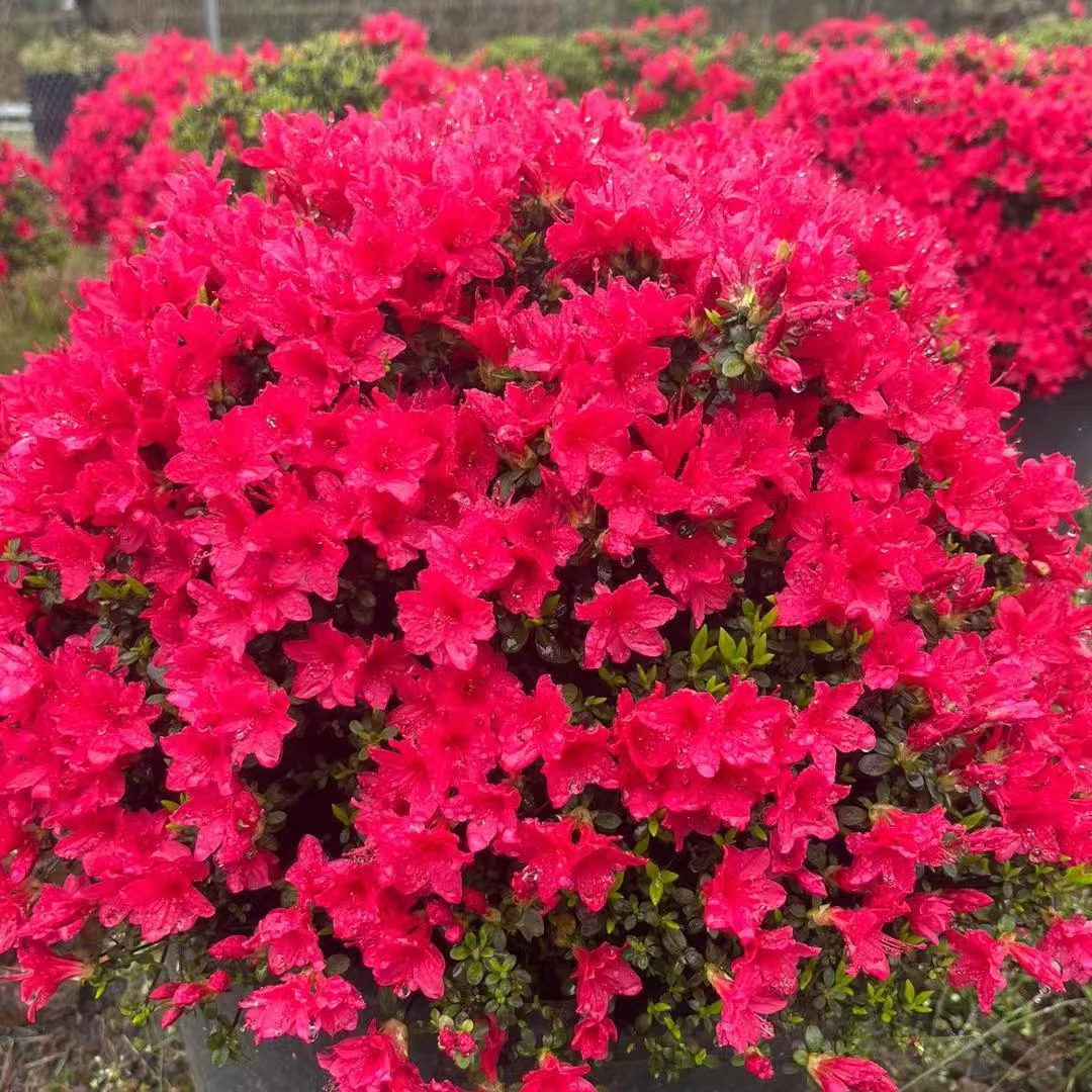 露天种植粉蜡皮杜鹃