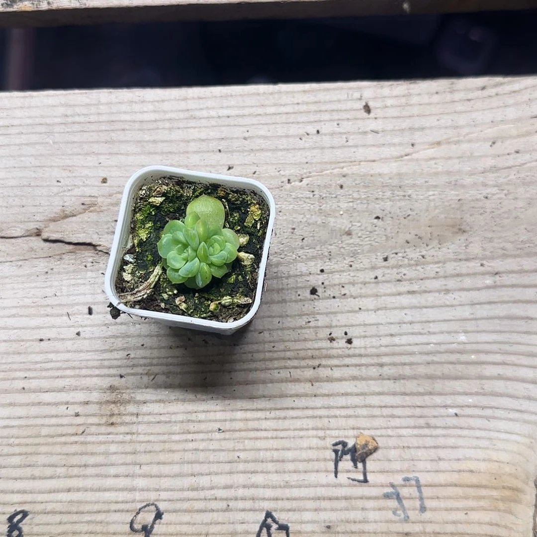 未知2 号盆不包整一个满25包邮