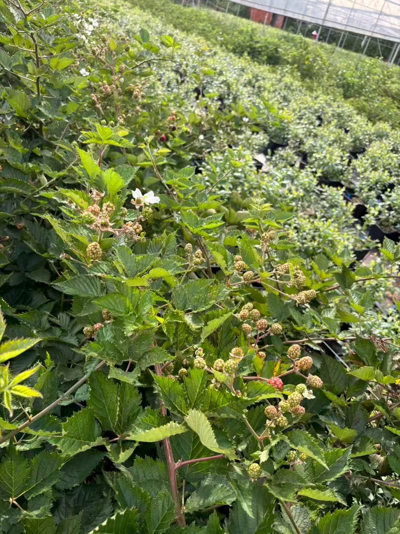 道祖单季黑莓纯甜无酸种苗盆栽
