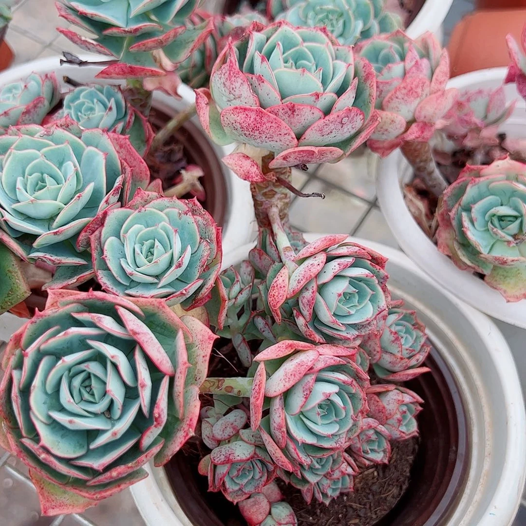 克罗地亚玫瑰多头二盆