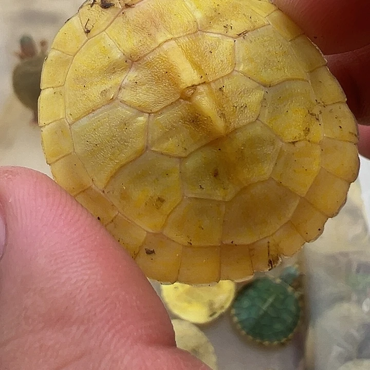 绿毛龟母巴西龟1111