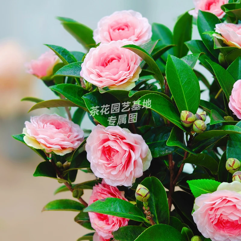 【加大加高80cm-1米】香妃山茶花原盆原土带花苞发