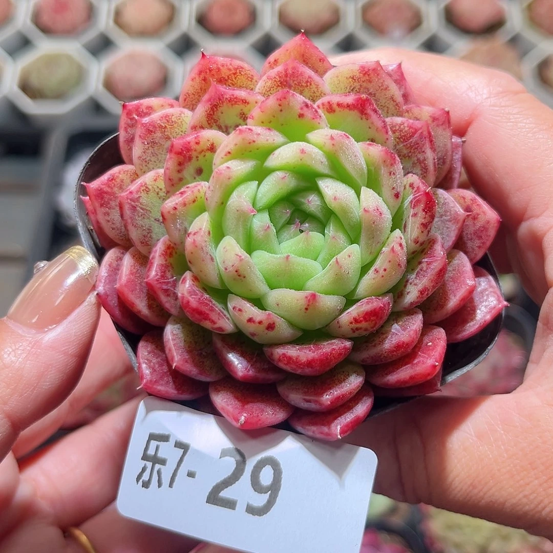 乐7-29 新品单头