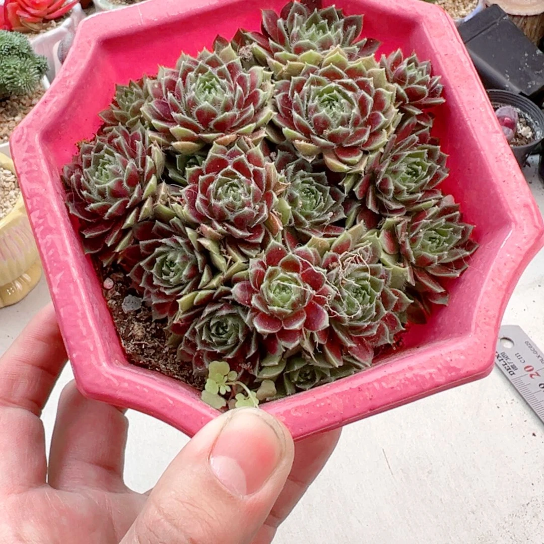 群生紫牡丹多肉植物