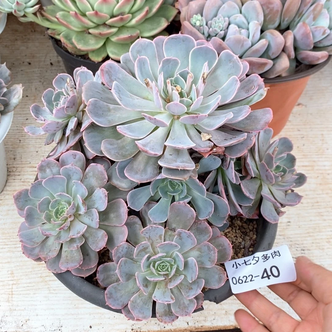 小七夕多肉天赐40