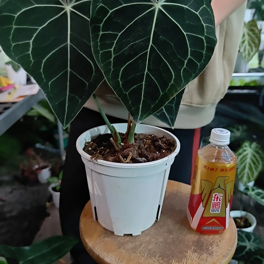 当前无花朵，栽培后可花朵