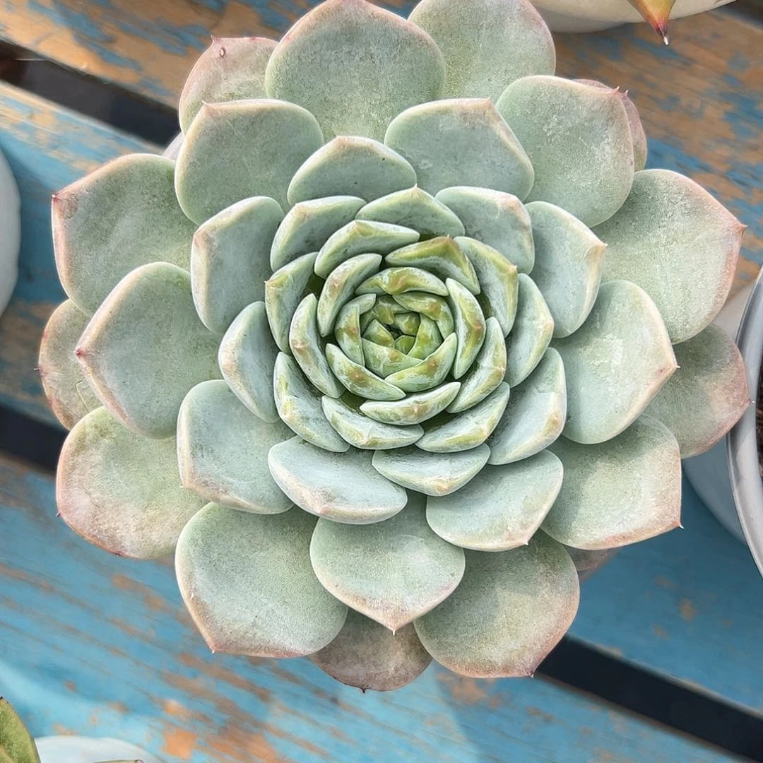 多肉植物一物一拍018