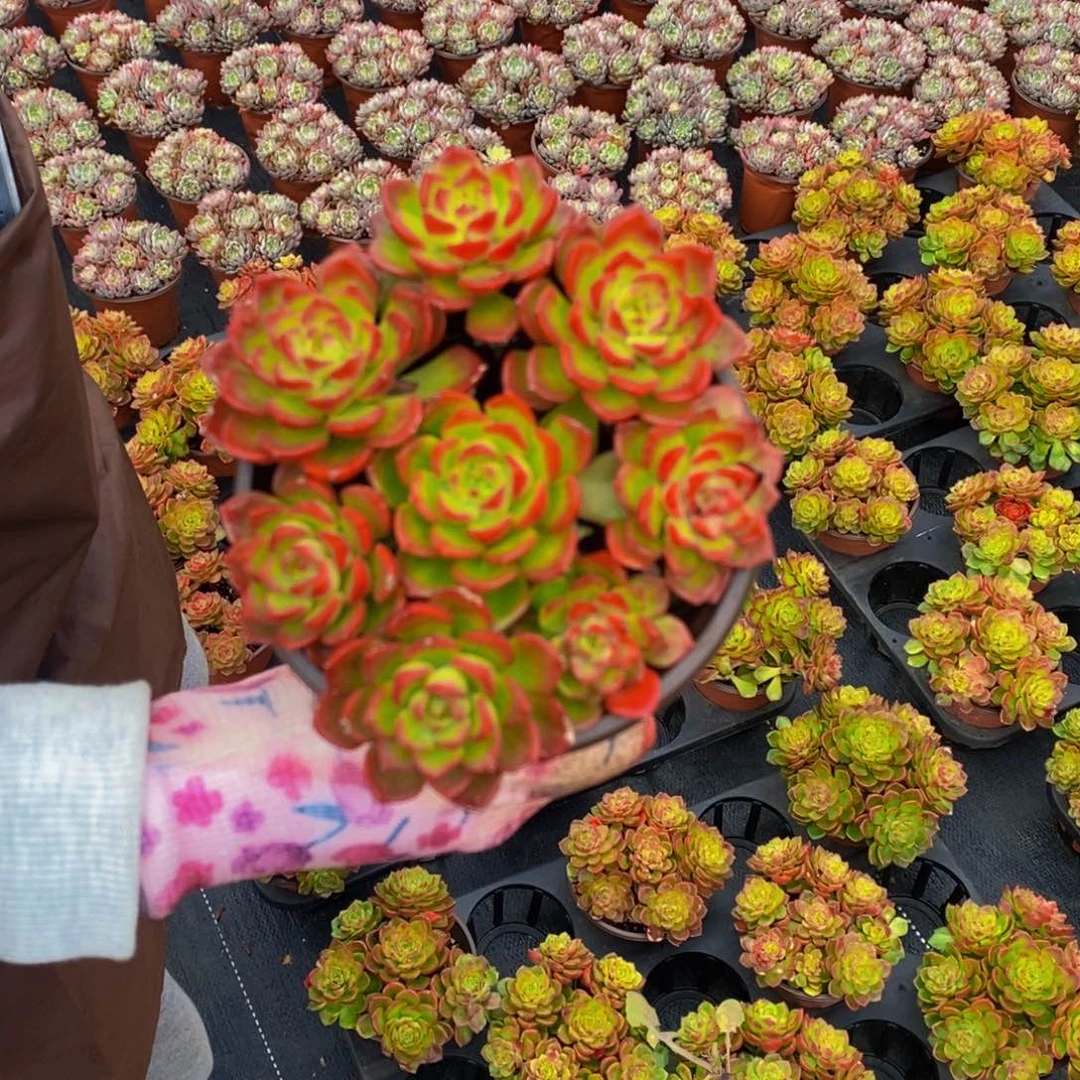 迪亚3.9带盆土发货