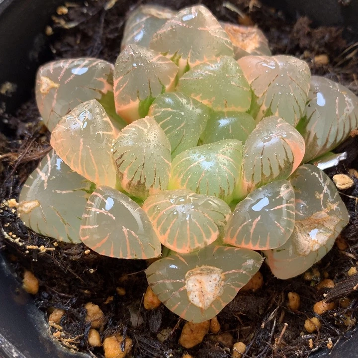 紫罗兰玉露锦带盆土发货