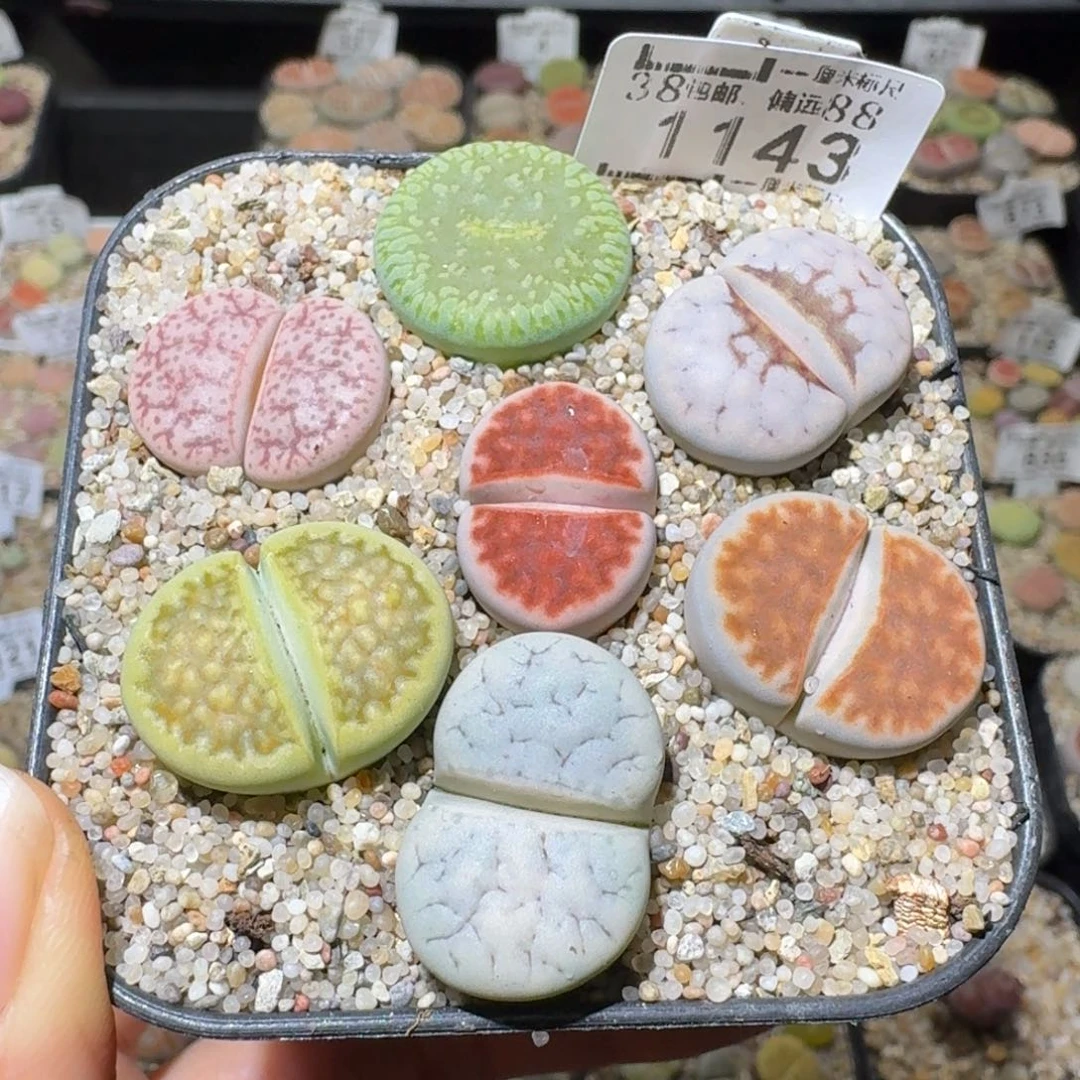 Sss便宜了便宜了1143