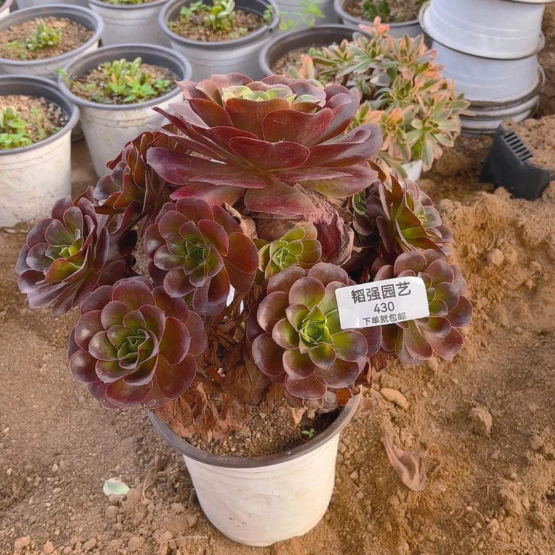 魅金多肉植物手捧430