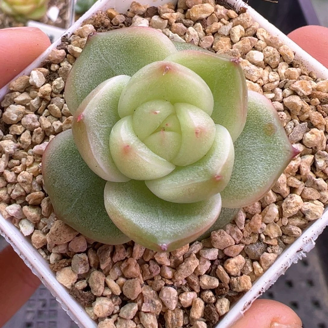466号玉玲珑晗雨多肉