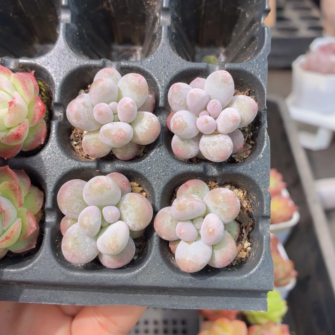 汤圆多肉9.9包邮发货
