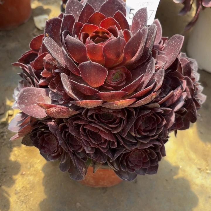 桃花石多肉法师5037