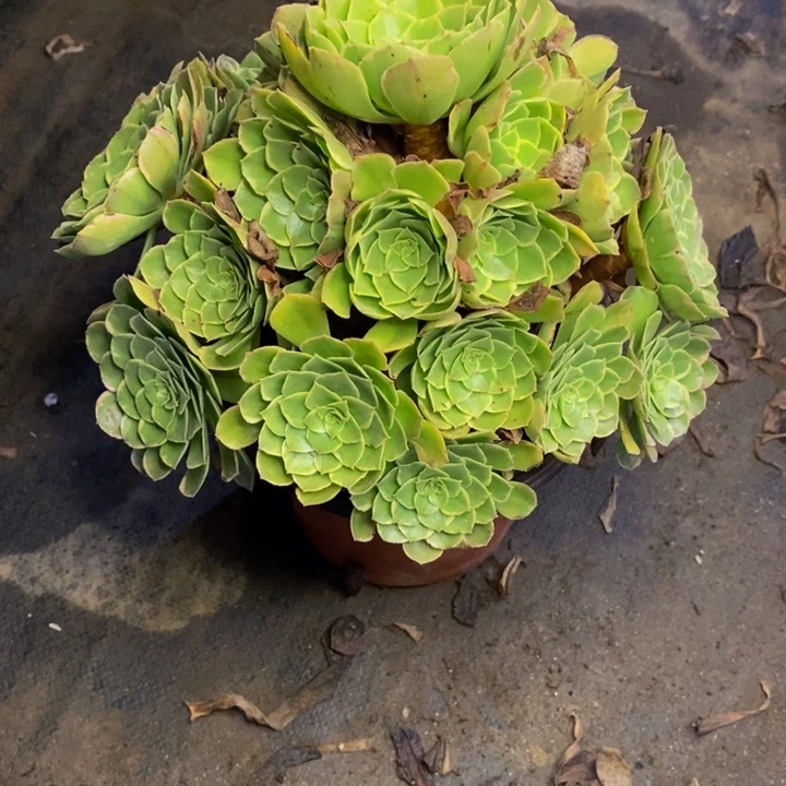 水晶莲花多肉断头不包3472