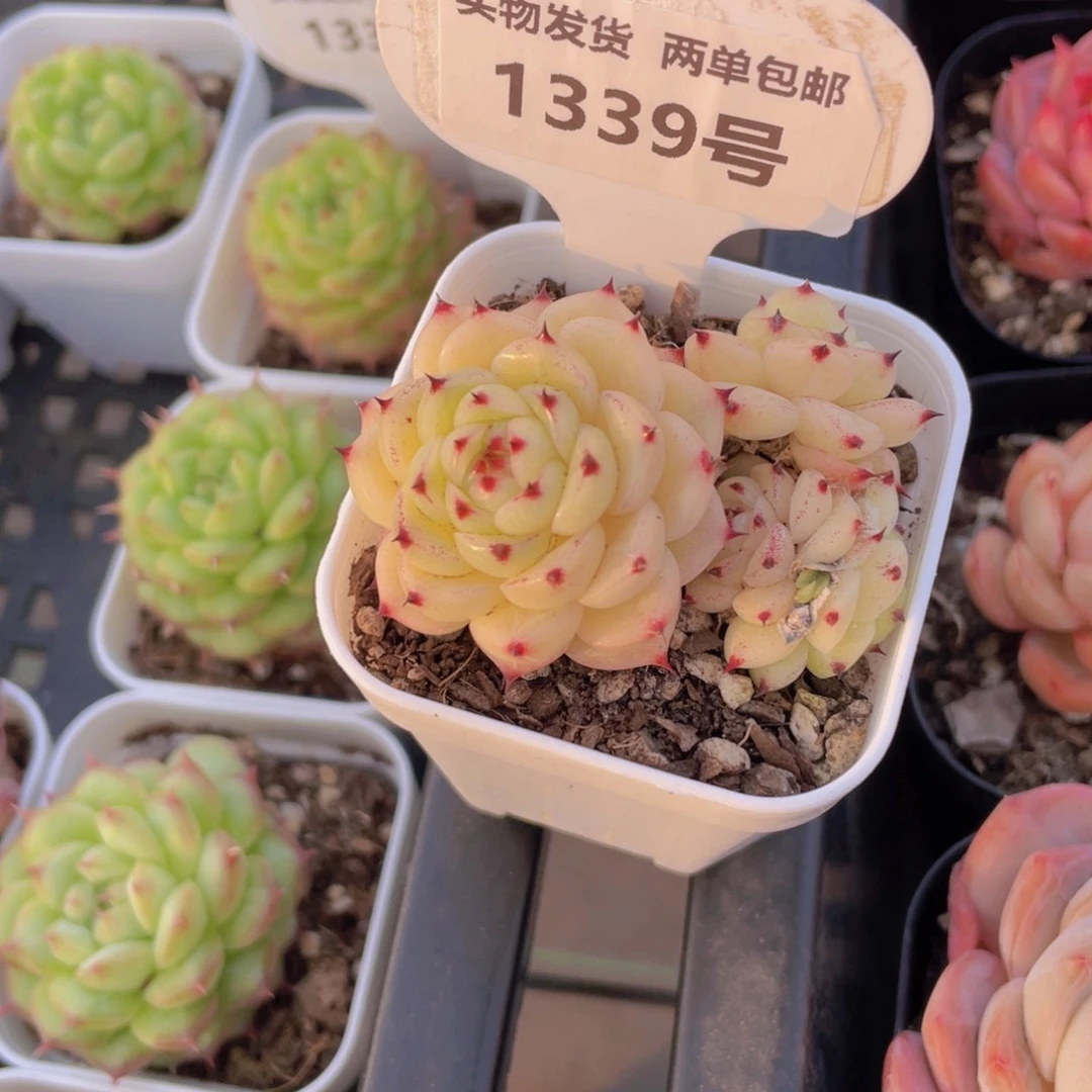 1339号全状态芙蕖麦秆