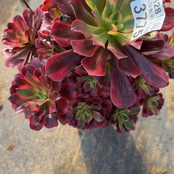 鲅***容3775美杜莎多肉植物