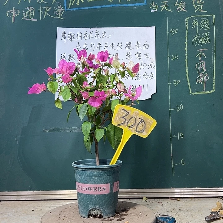 当前无花栽培后可以开花
