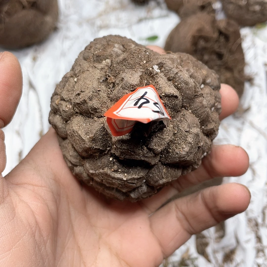 龟甲龙一物一拍2064号