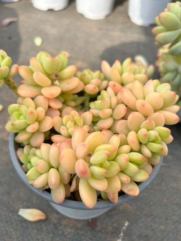 香格里拉多肉植物（拍一发二）