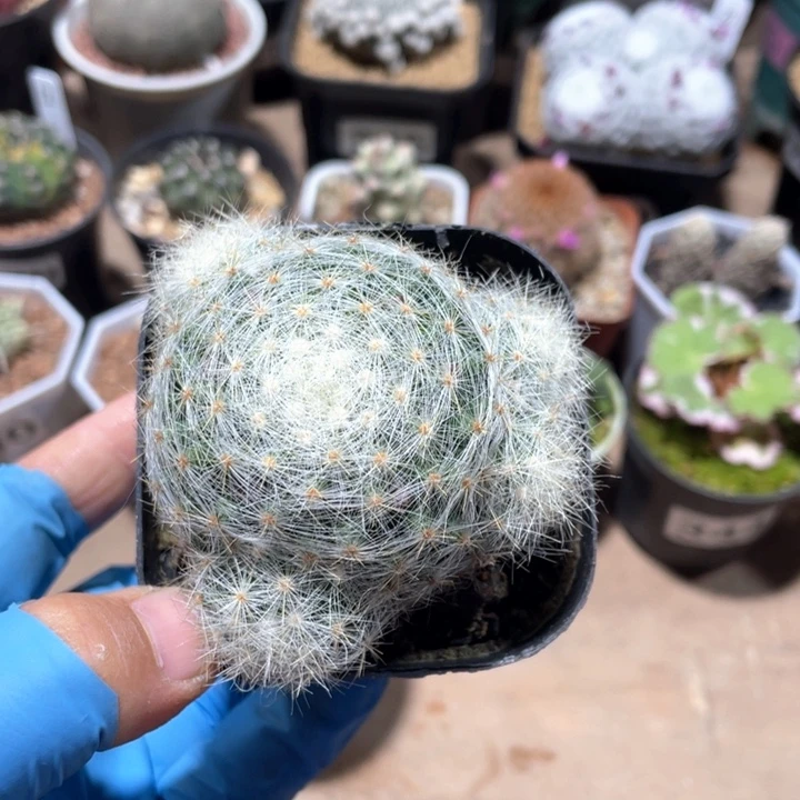 436实生芳香丸多头