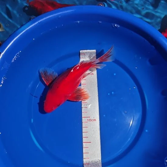 冷水观赏鱼蝴蝶鲤