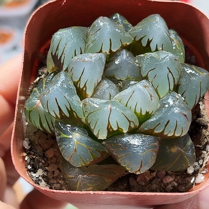 十二卷多肉哦om玉露